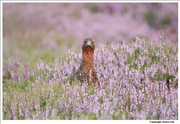 Red-Grouse-6